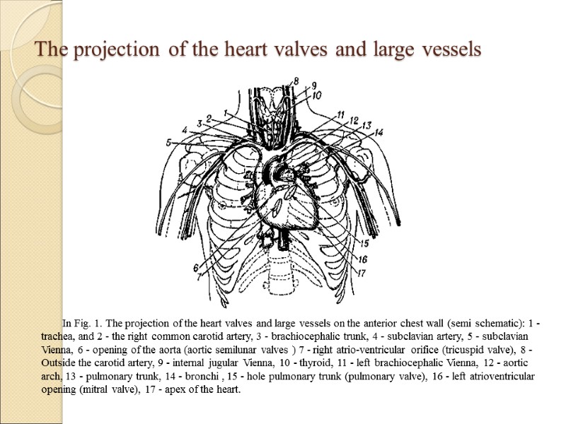 The projection of the heart valves and large vessels In Fig. 1. The projection